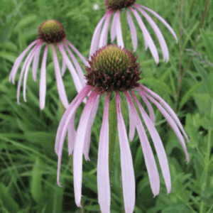 Echinacea coneflowers with drooping pink petals