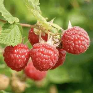 Cluster of ripe red raspberries on branch