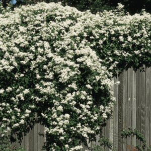 Dense white-flowering vine cascading over fence