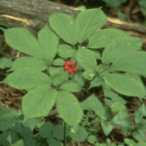 Green woodland plant with bright red berries