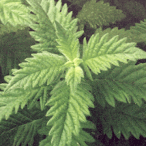 Close-up of fresh stinging nettle