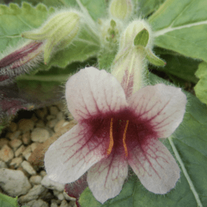 Close-up pink flower with maroon throat
