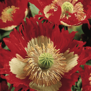 Fringed red poppies with central seed pods