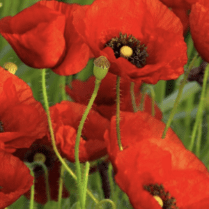 Vibrant red poppy flowers with seed pods