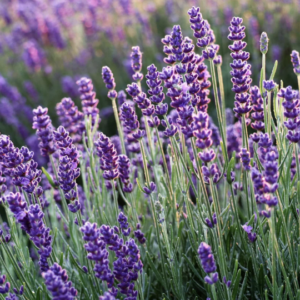 Purple lavender flowers in sunlit summer field