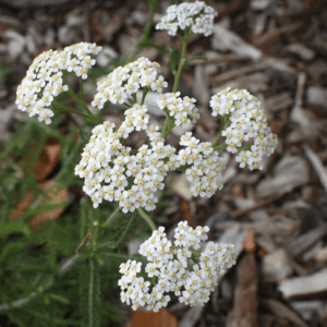 Delicate white yarrow flower clusters on mulch