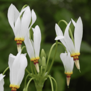 Shooting Star (quart pot)