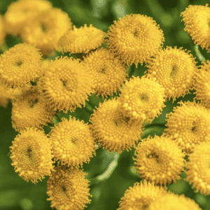 Tansy - Classic Plant (3.25" pot)