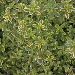 Close-up of variegated green and yellow leaves.
