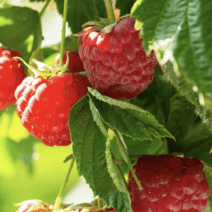 Bright red raspberries hanging on green leafy branches.