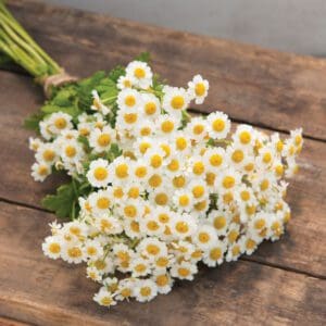 A bouquet of small white daisies with yellow centers on a wooden surface.