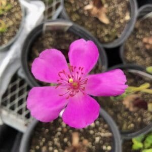 Close-up of a vibrant pink flower in a pot.
