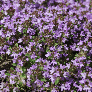 A close-up of dense purple flowers with green leaves.