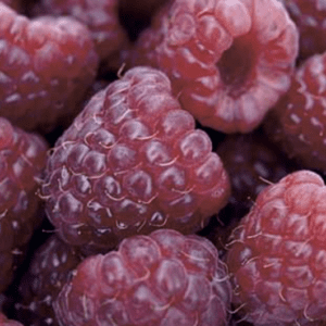 Close-up of fresh, ripe raspberries with detailed texture.