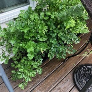 A lush parsley plant growing on a wooden deck near a window.