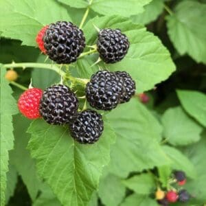 Close-up of ripe and unripe blackberries on a green leafy plant.