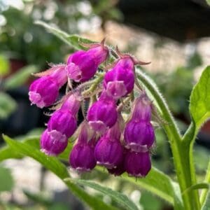 Close-up of vibrant purple flowers with green leaves in natural light.