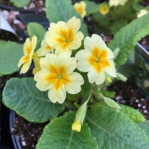 Cluster of delicate yellow primrose flowers with green leaves.