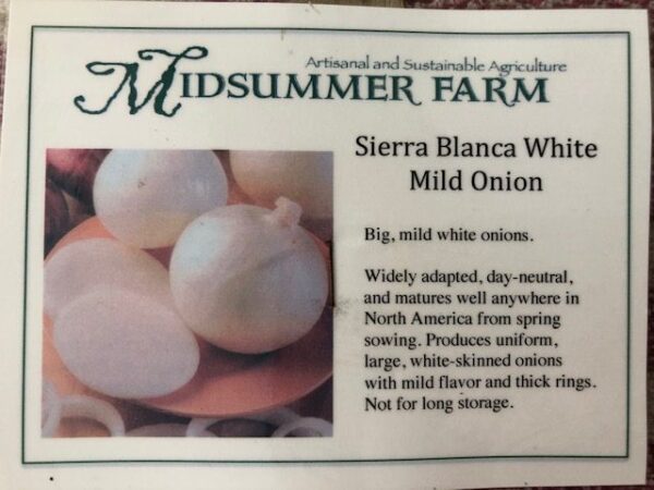 Onion - Sierra Blanca - Big, mild, white onions (3.25" pot)