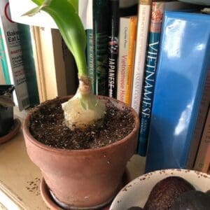 A small potted plant bulb sprouting green leaves on a bookshelf.