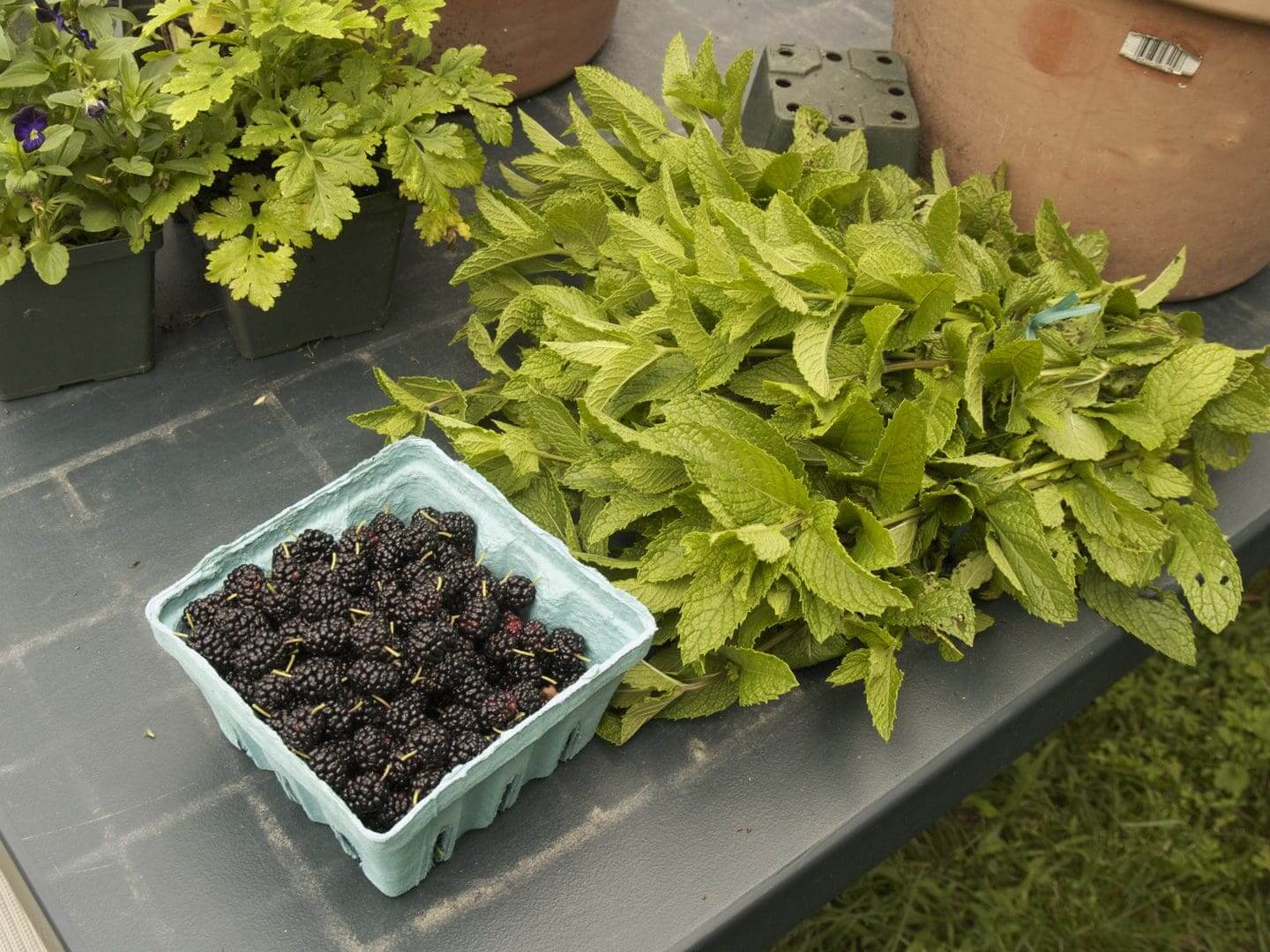 Fresh celery stalks and a container of dark berries on a table.