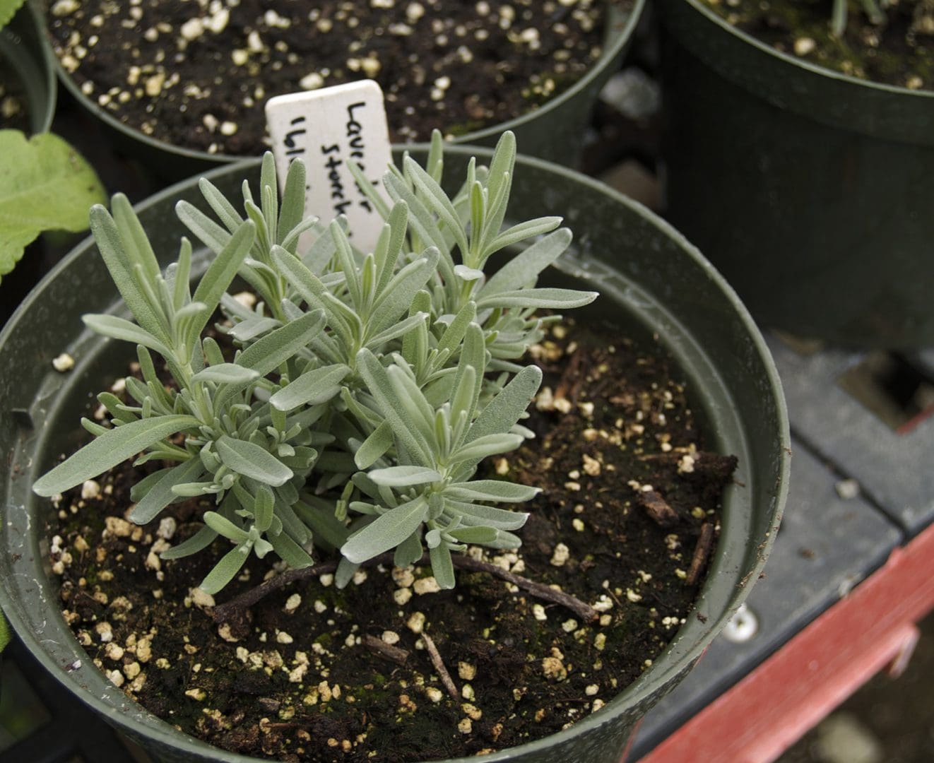 Young lavender plants growing in small pots with labeled tags.