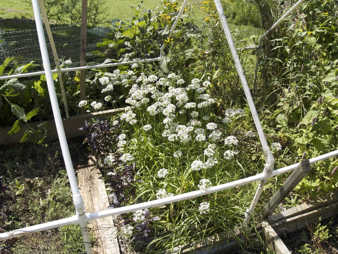 A garden bed with white flowering plants supported by a white frame.