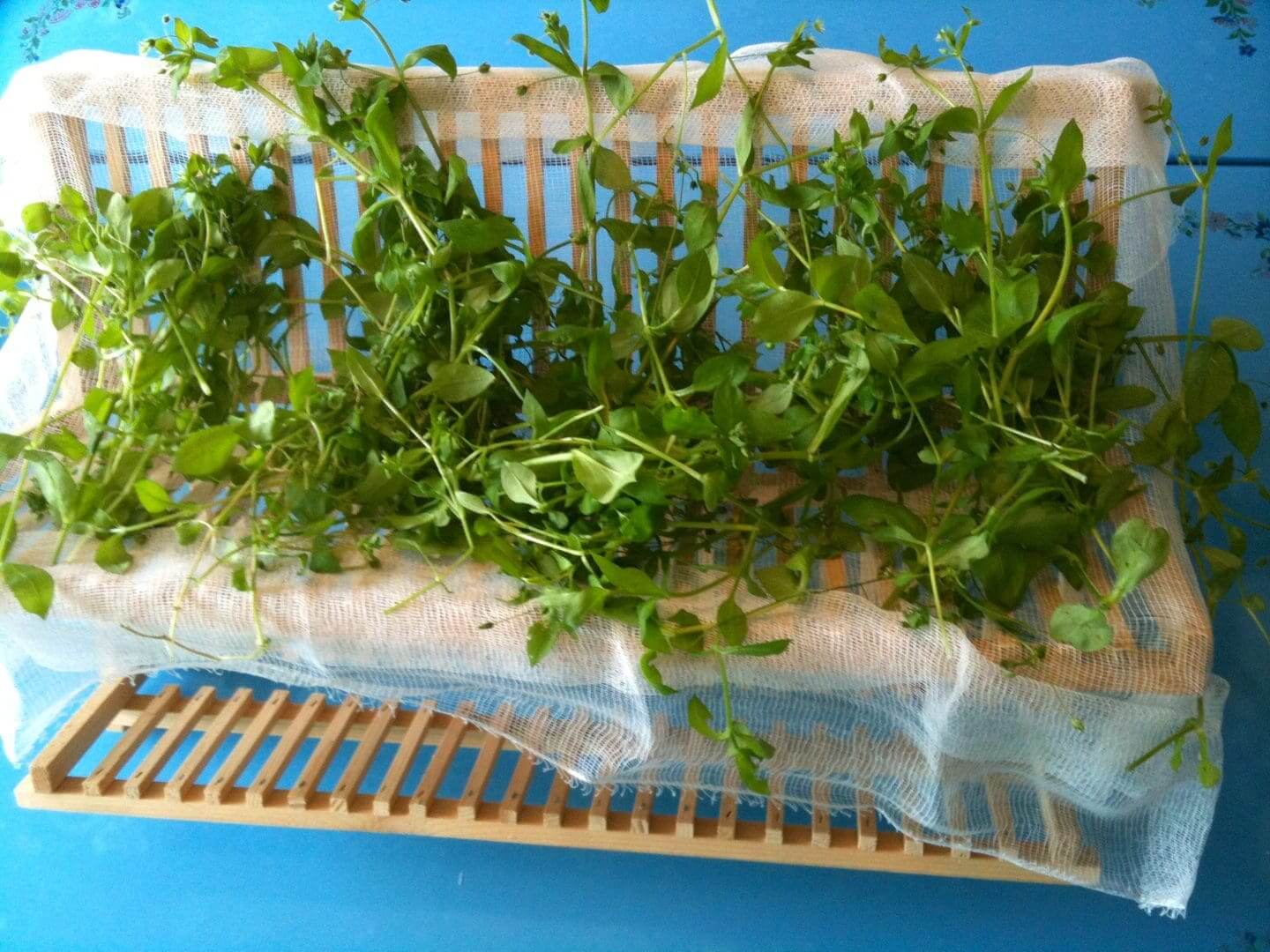 Fresh green herbs drying on a rack under sunlight.