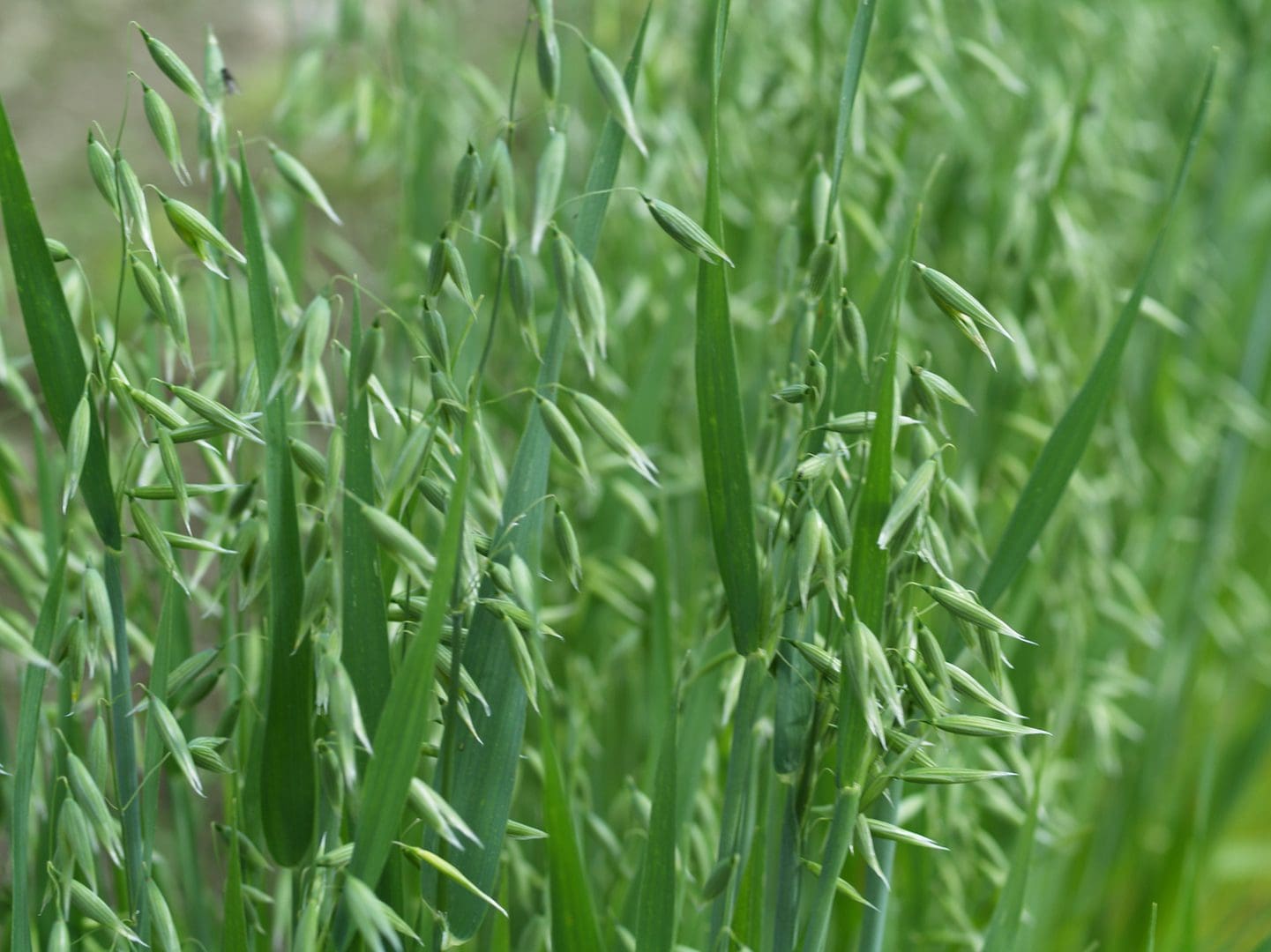Close-up of green oat plants in a field with blurred background.