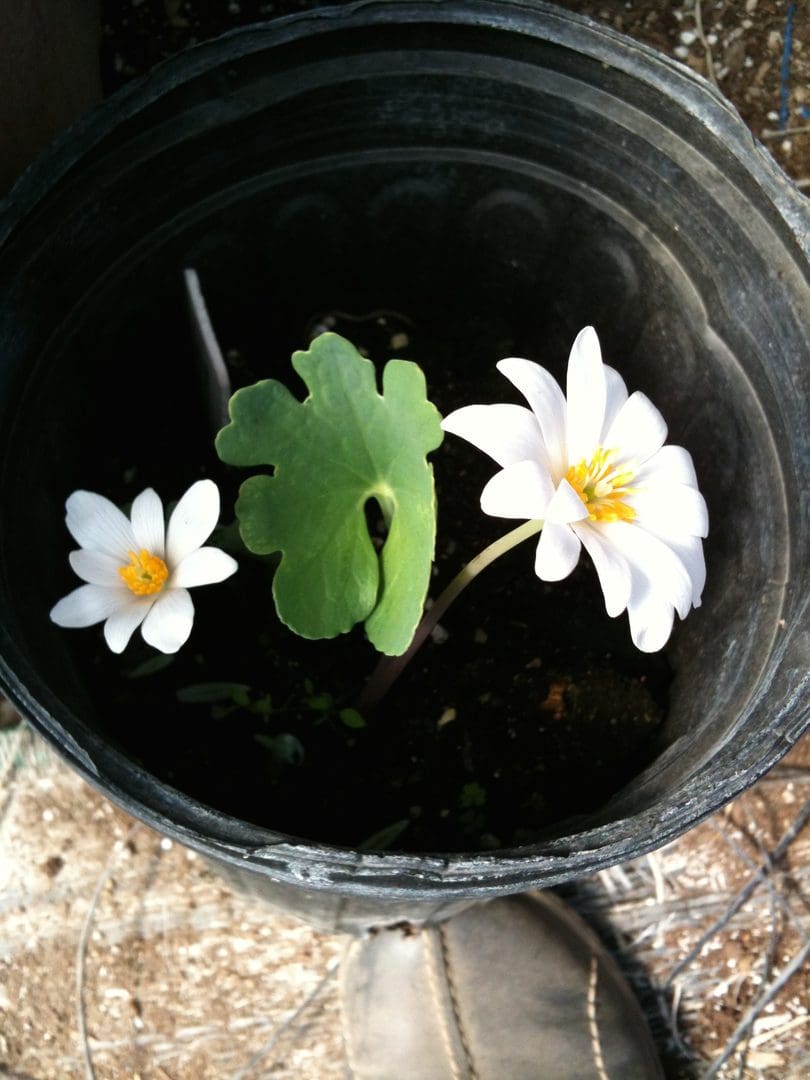 Two white flowers and a green seedling in a black pot.