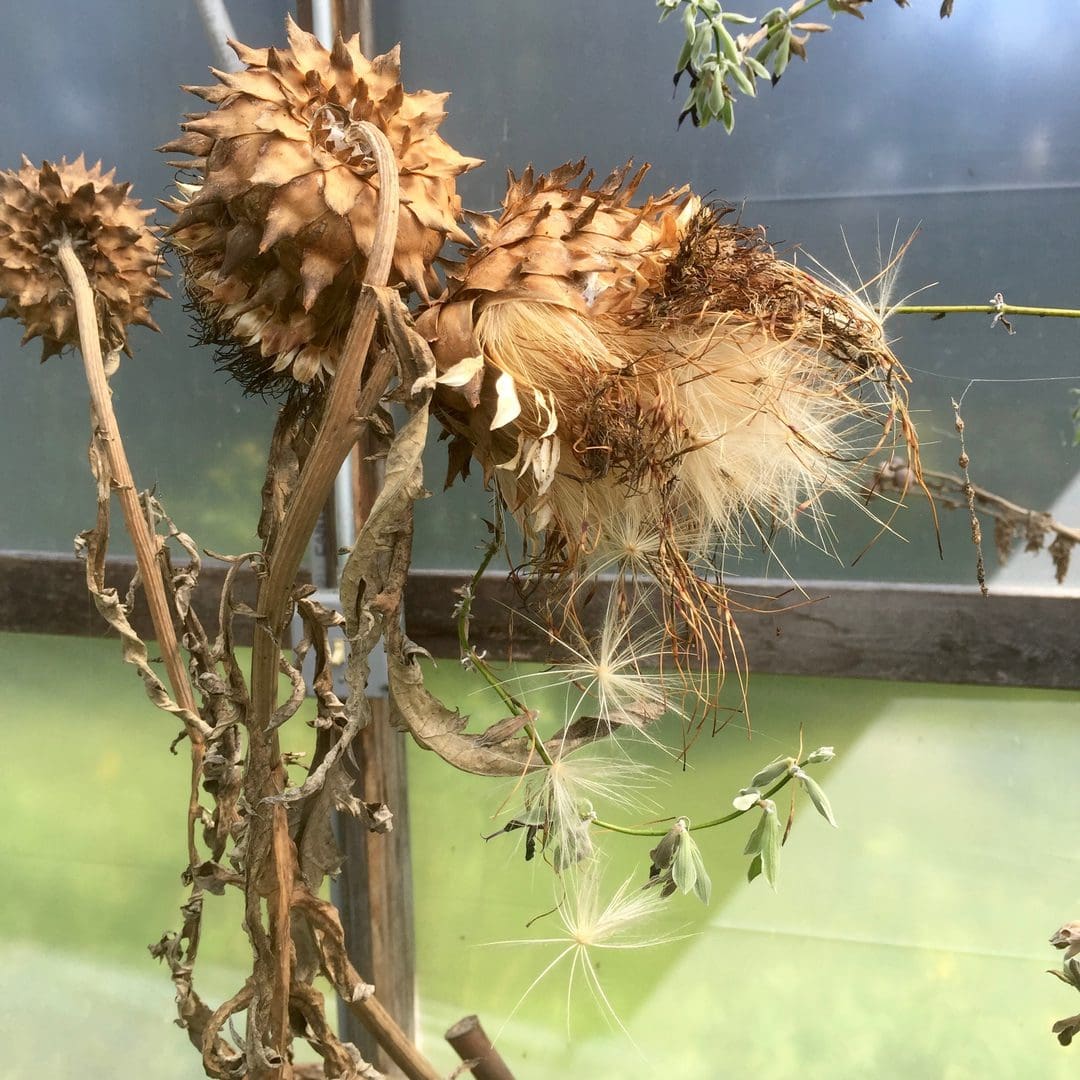 Close-up of dried thistle flowers with spiky seed heads against a blurred background.