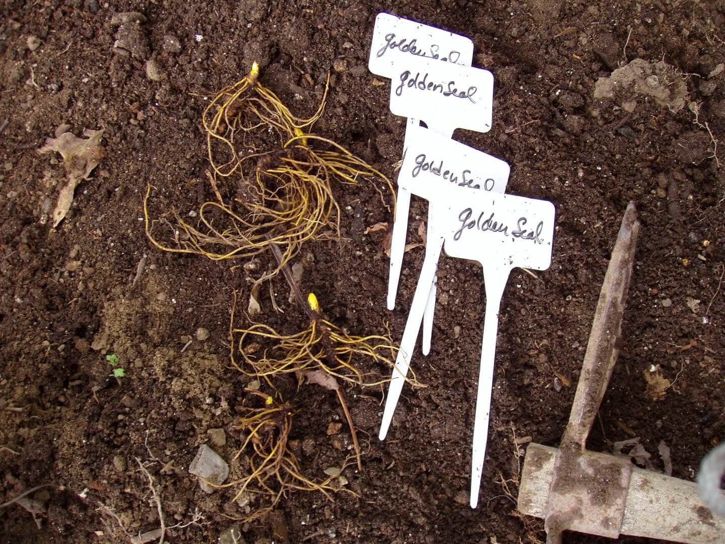 Three labeled plant samples planted in soil with white tags.