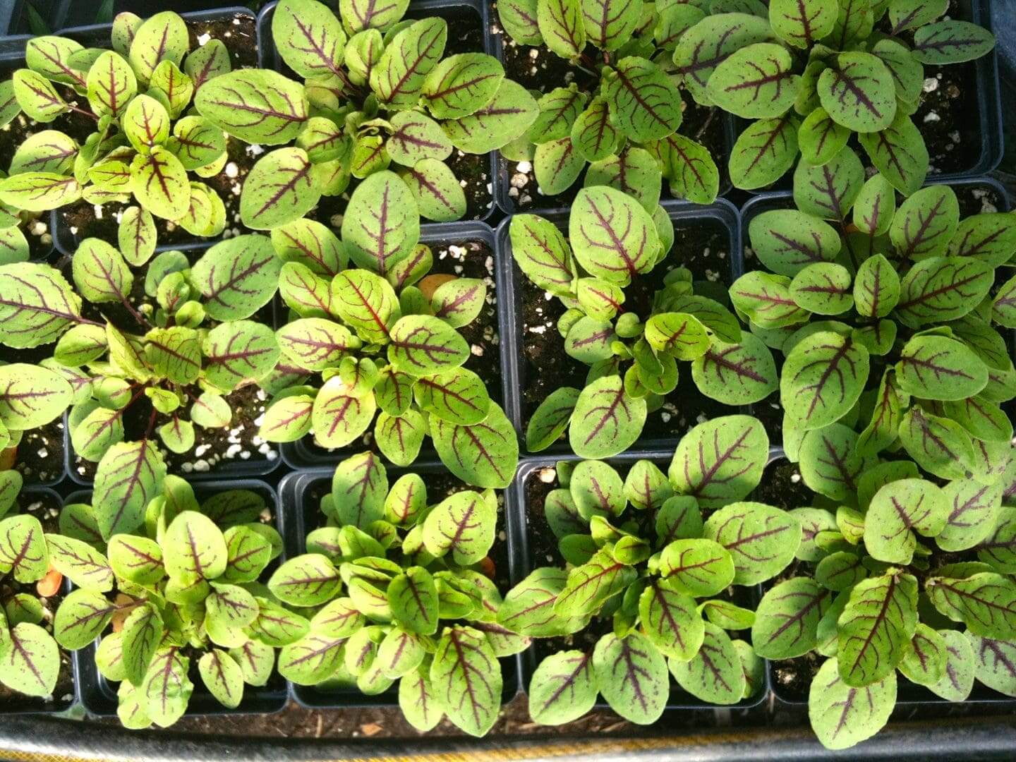 Green leafy plants growing densely in small containers.