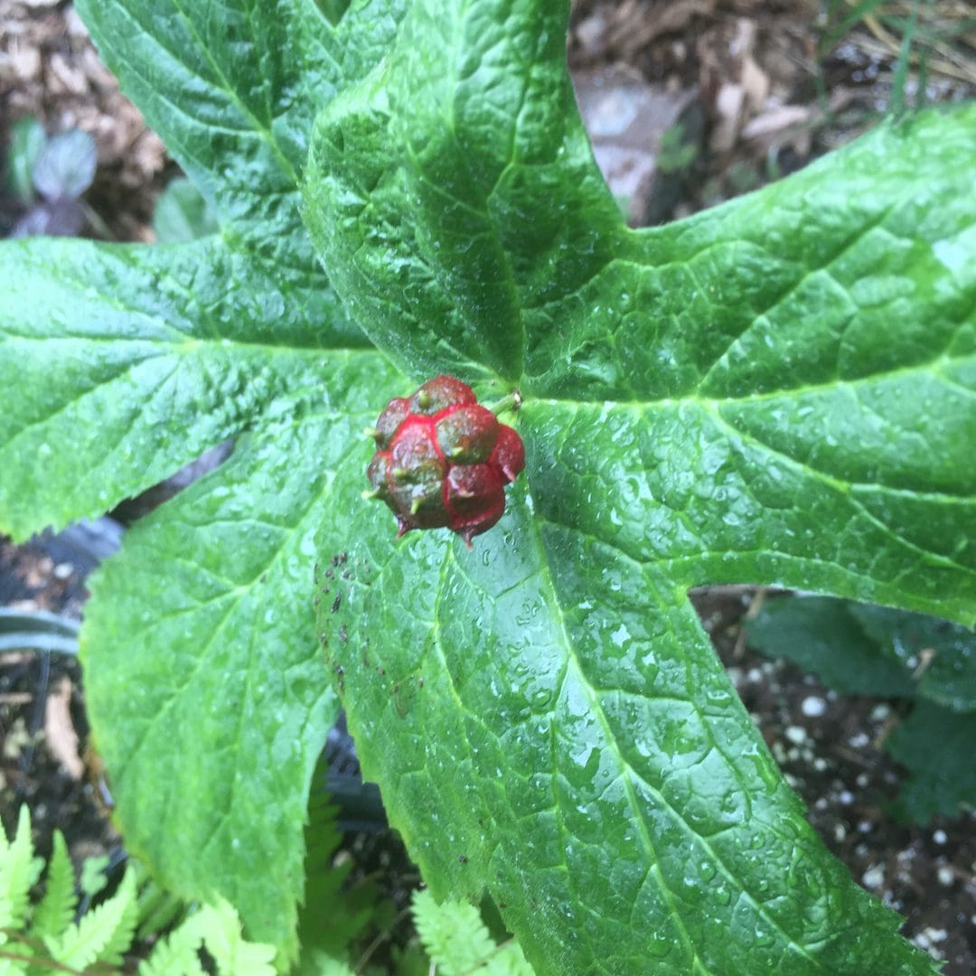 Red spherical bud on wet green leaf