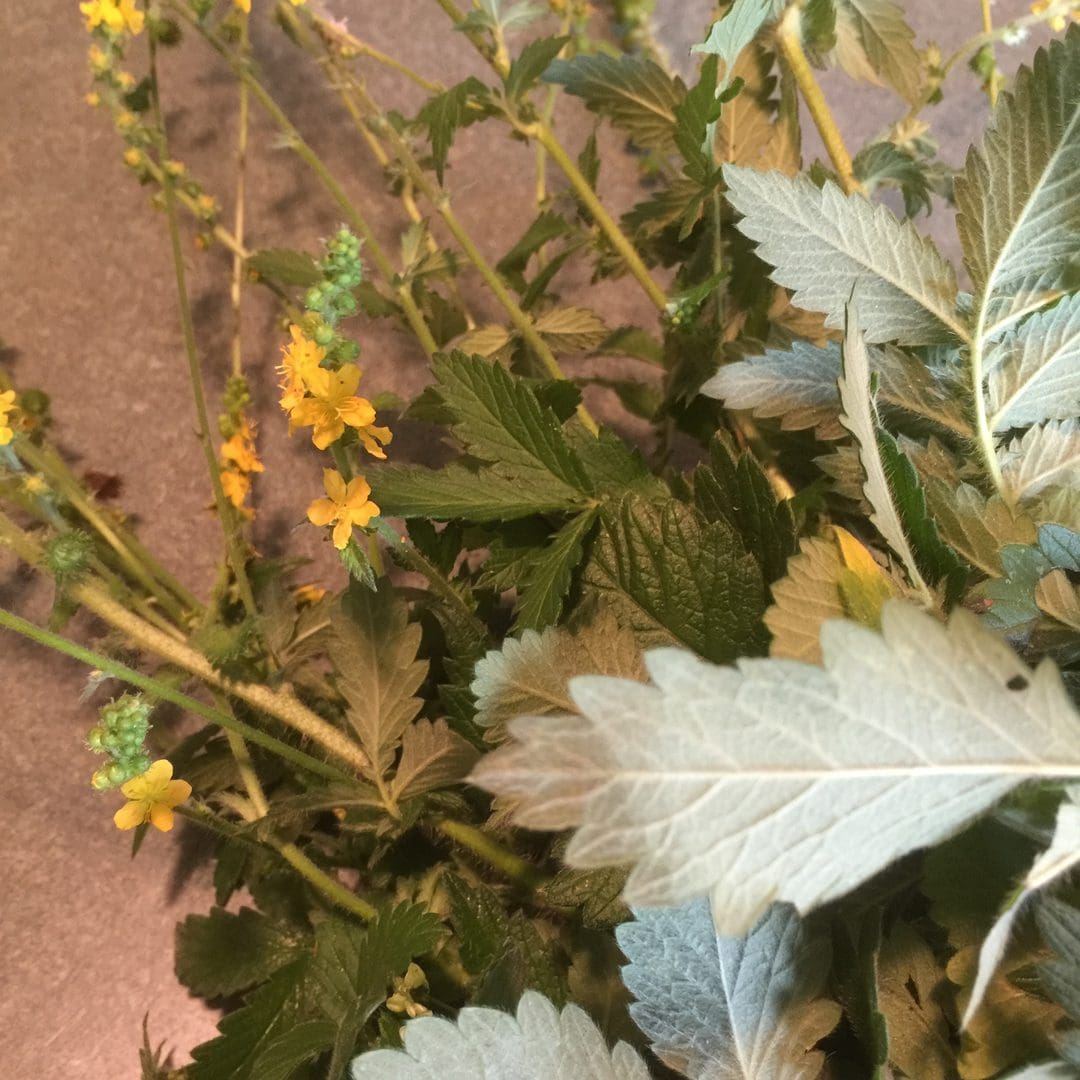 Close-up of yellow flowers and green leaves in natural light.