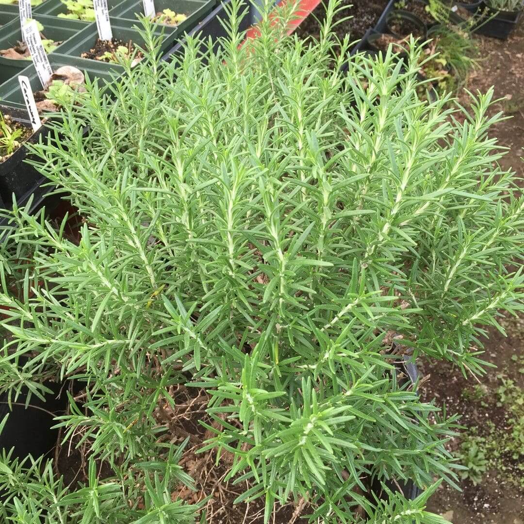 A dense bush of green rosemary plants growing outdoors.