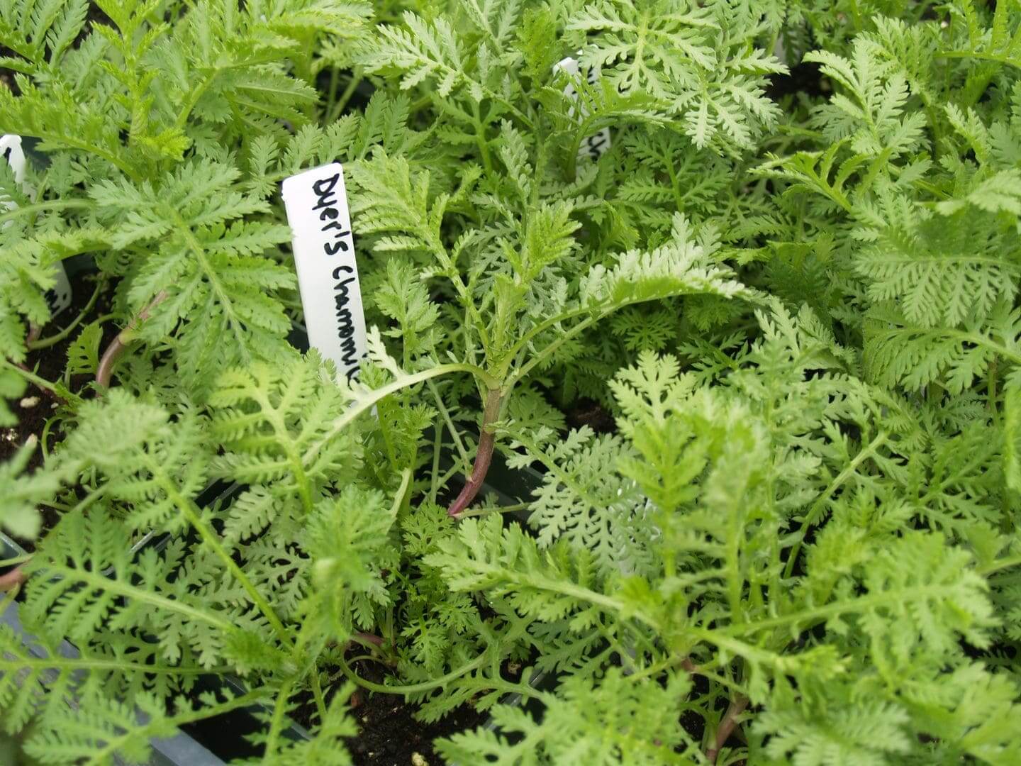 Young wormwood plants growing in soil with a label.