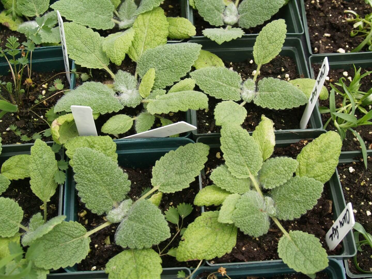Young green plants growing in small containers.