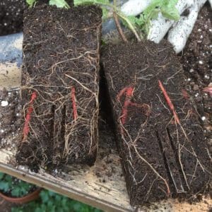 Two soil blocks showing root growth patterns of plants.