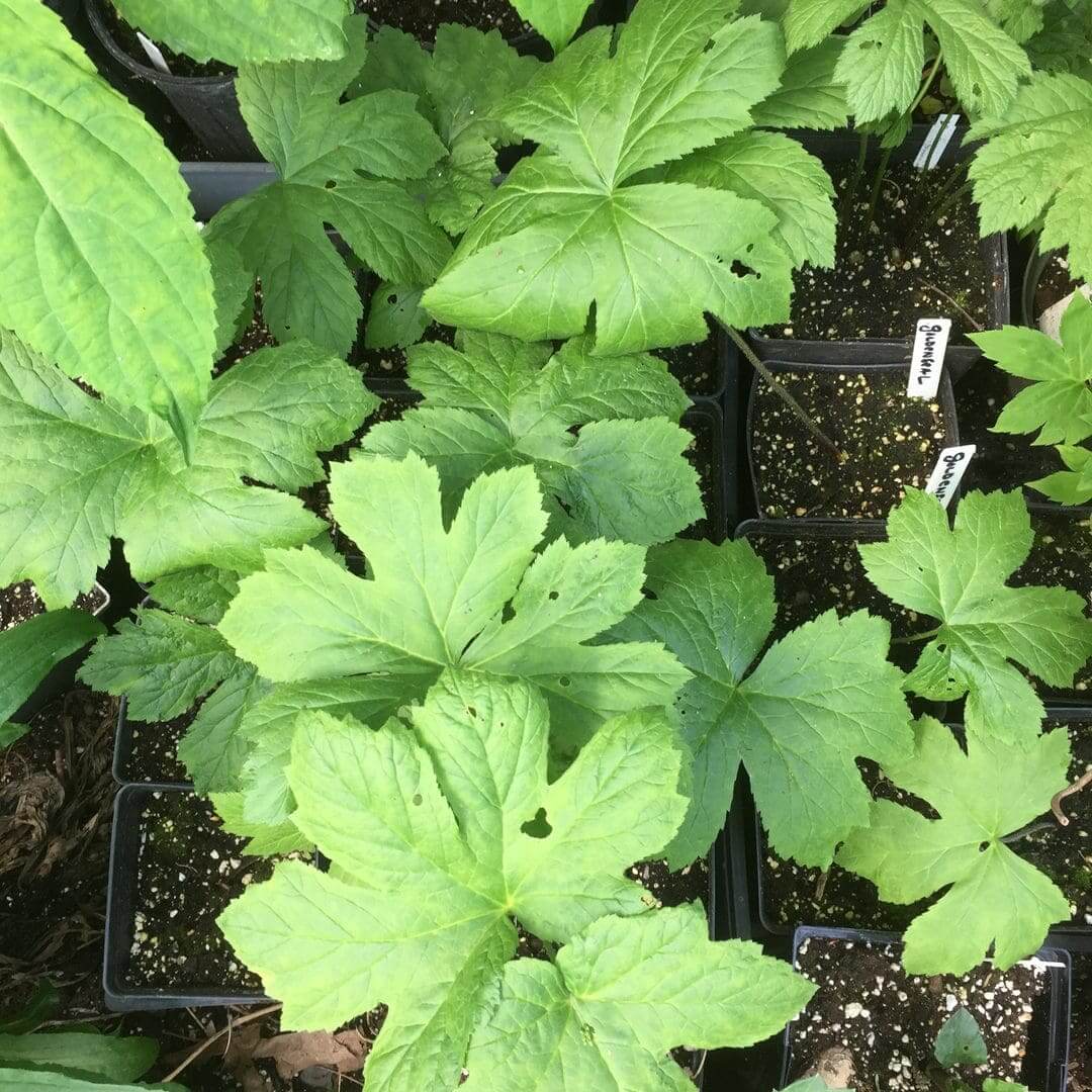 Young green plants with lobed leaves growing in small black pots.