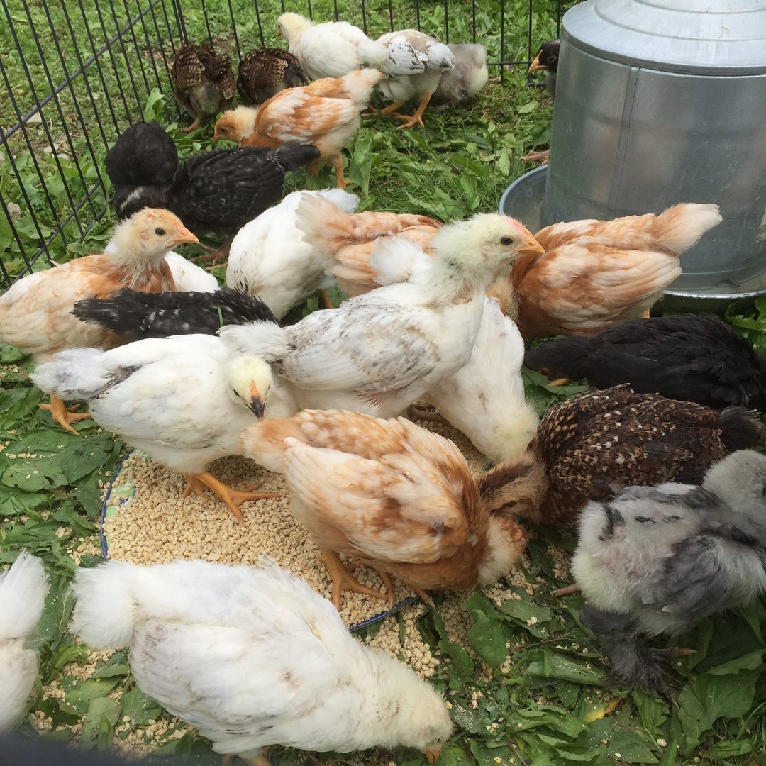 Chicken Feeding