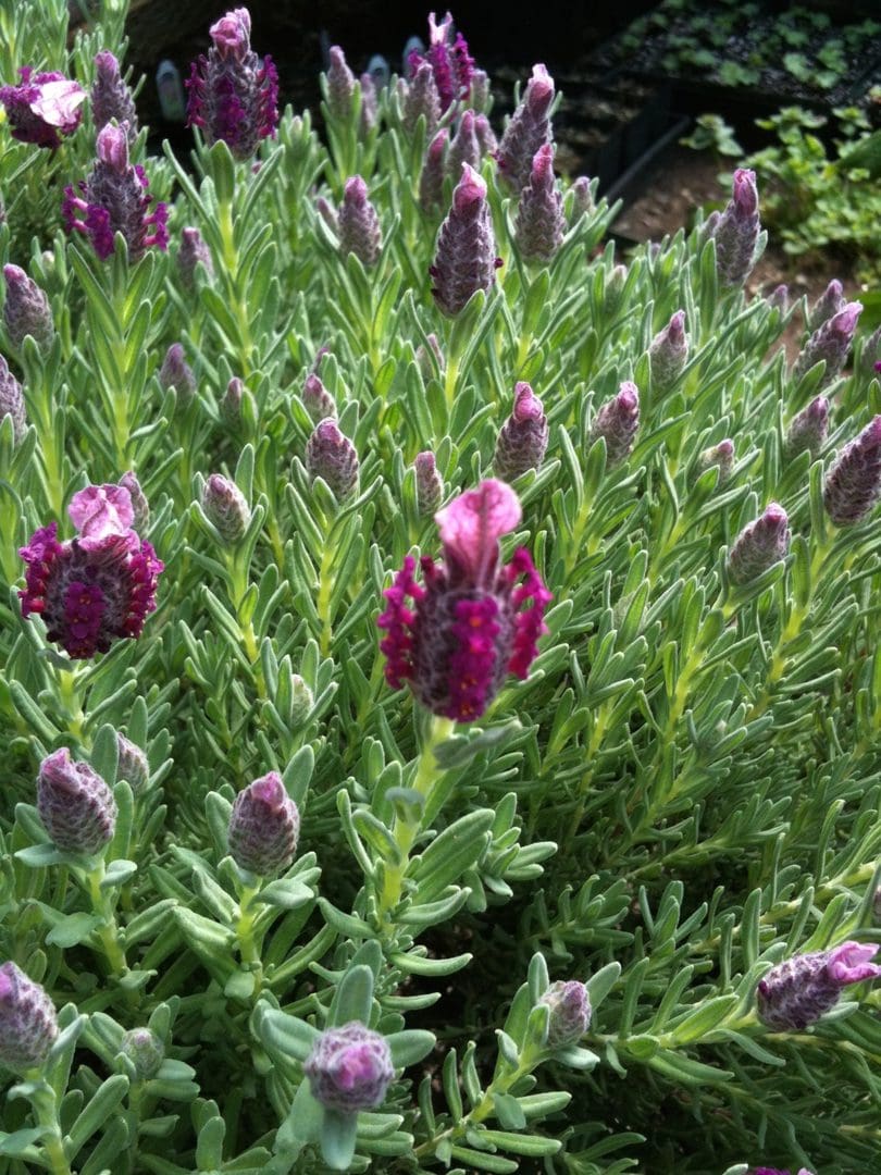 Purple and pink lavender flowers blooming in green foliage.