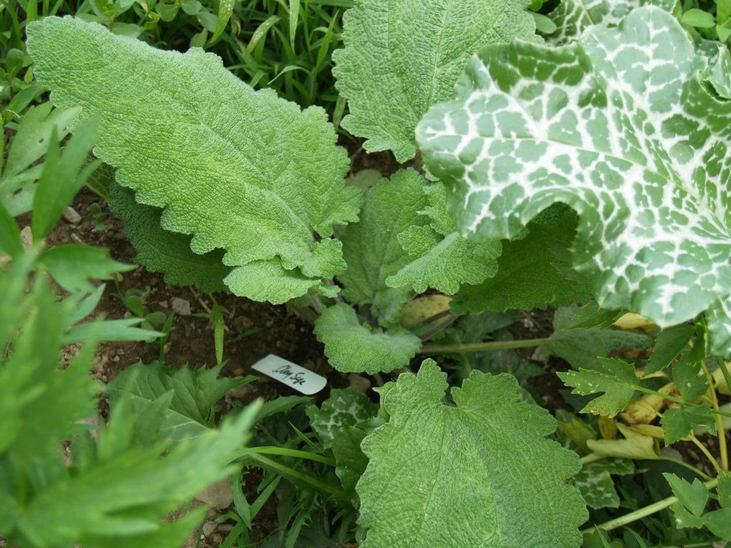 Green leaves with white, web-like patterns on one leaf.