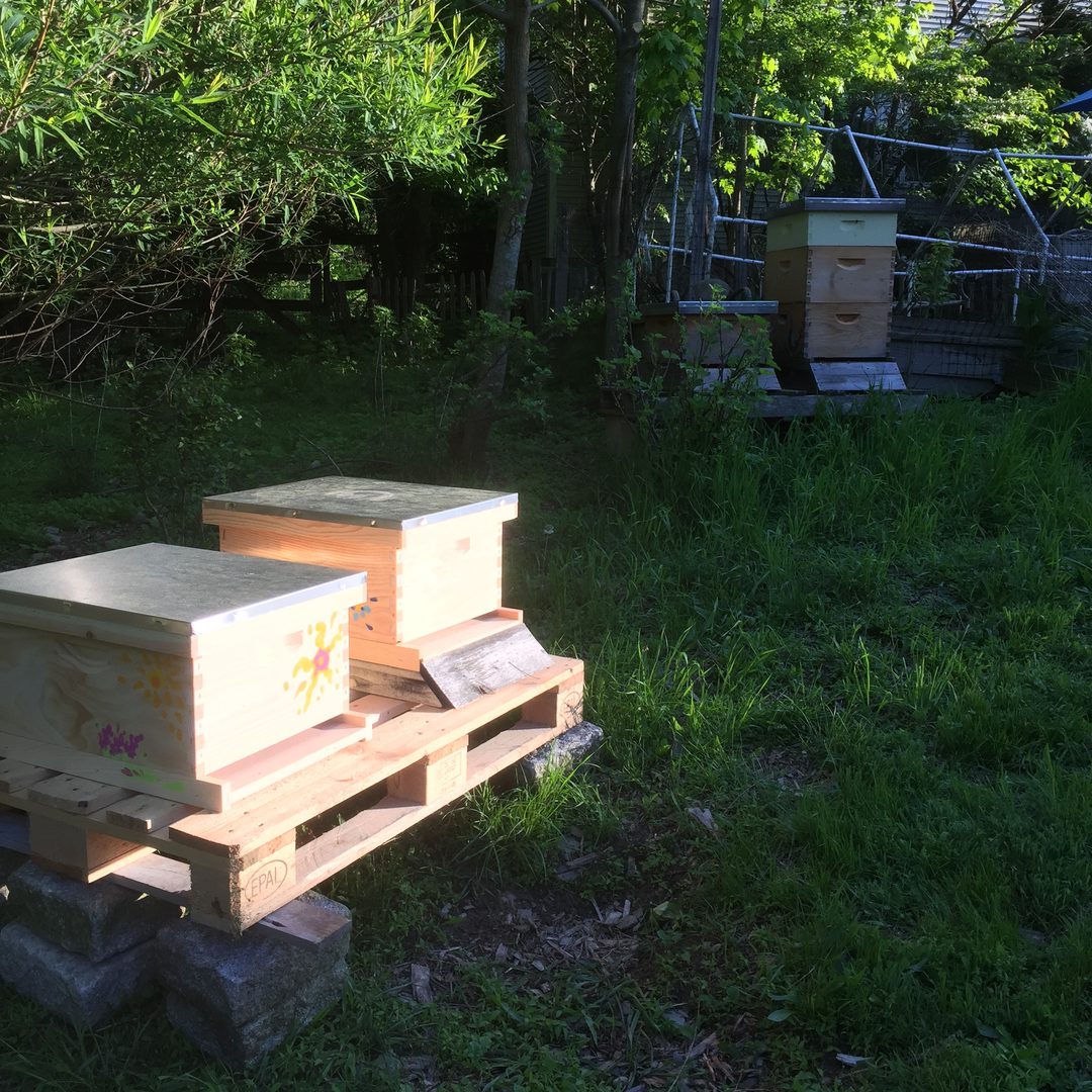 Bee Farming