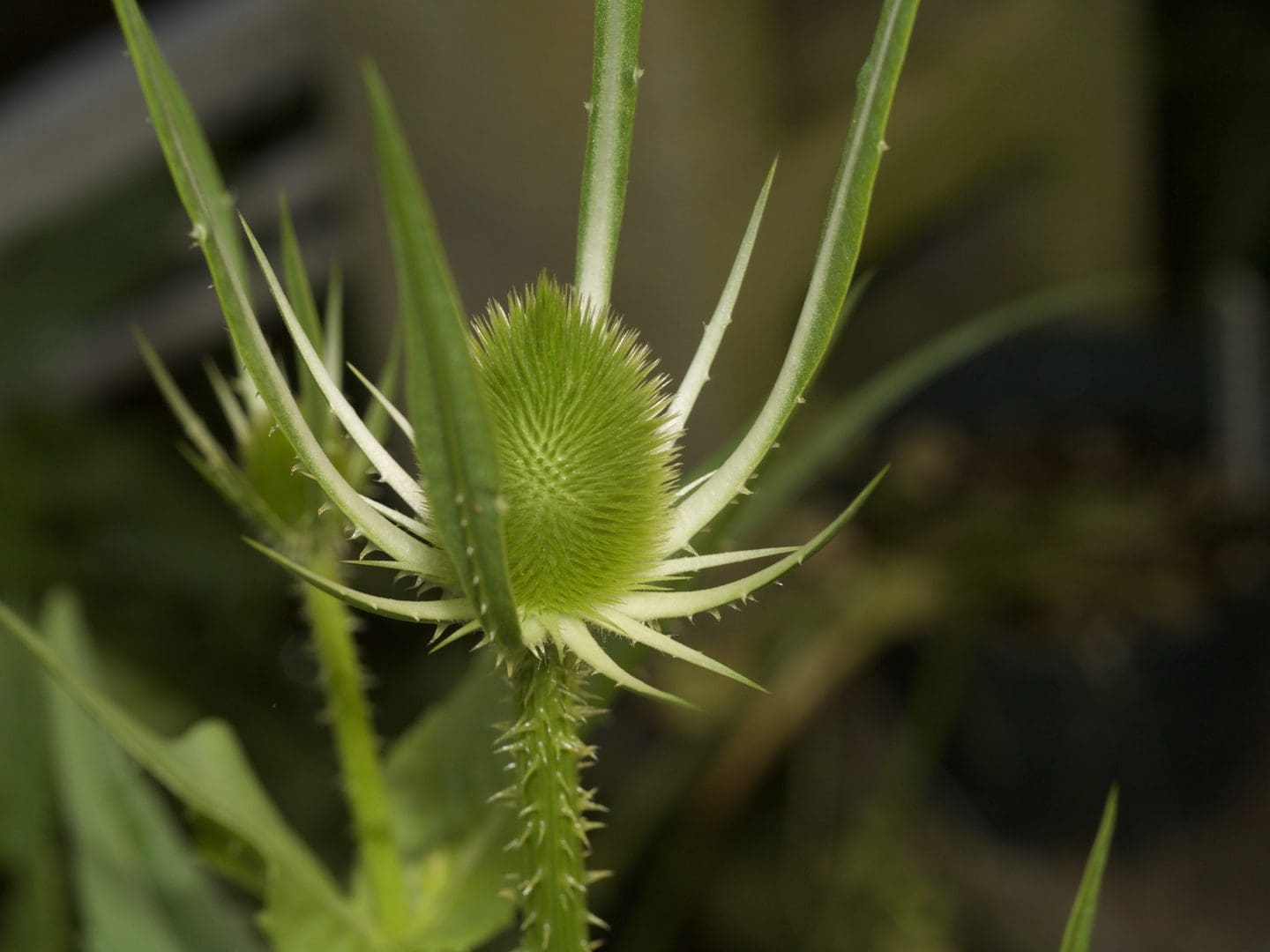Close-up of a spiky green seed pod with curved, white tendrils.