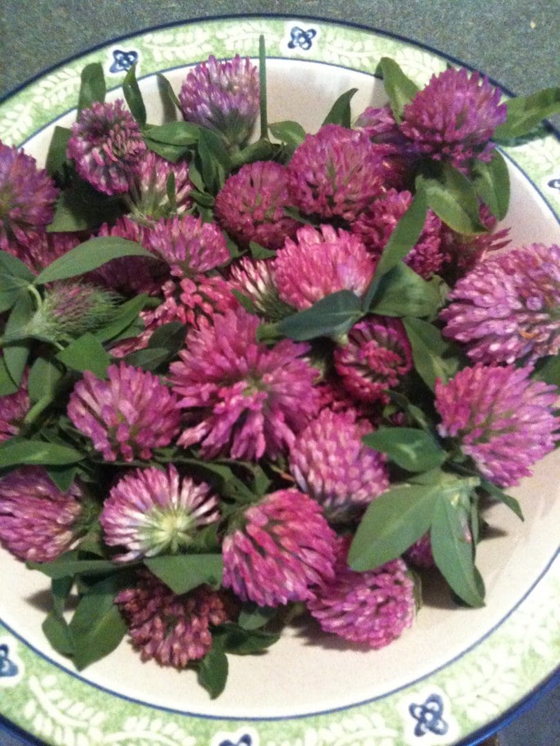 A bouquet of vibrant purple clover flowers with green leaves.