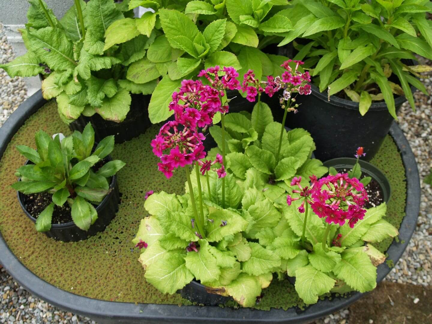 A vibrant purple flower with lush green leaves in a garden setting.