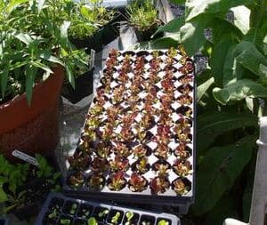 a tray of tiny plants and other plants by it