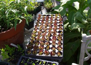 a tray of tiny plants and other plants by it