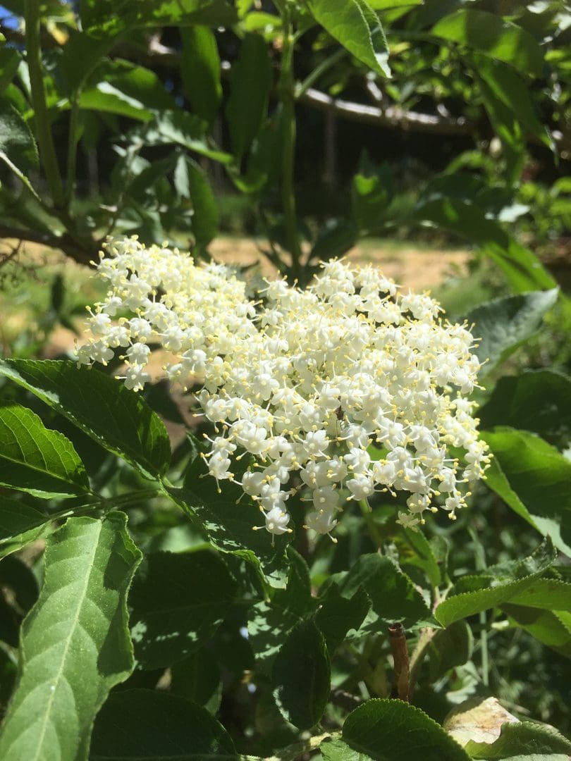 Close-up of white elderberry flowers on green foliage.